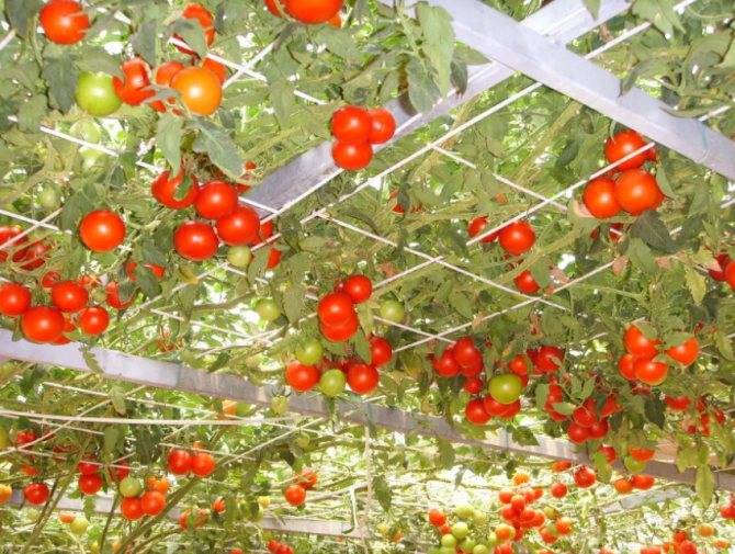 Томат «спрут»: характеристика и описание сорта – все о томатах. выращивание томатов. сорта и рассада.