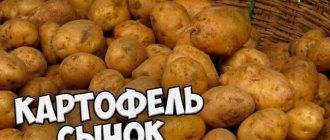 Картофель крепыш