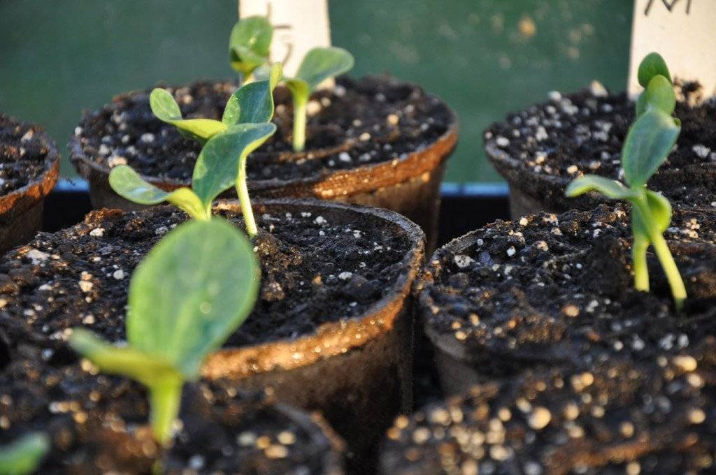 Проращивание, посадка семян тыквы и уход за рассадой - семена | описание, советы, отзывы, фото и видео