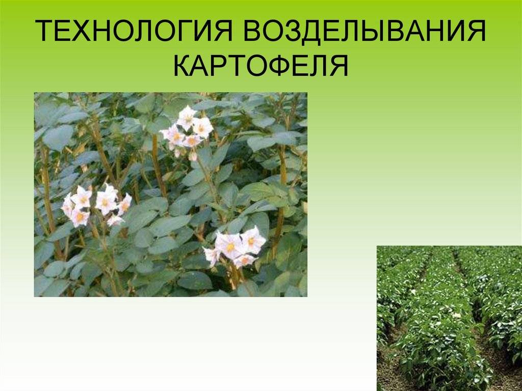 Технология возделывания картофеля: агротехника и хранение