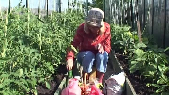 Выращивание рассады томатов ганичкина