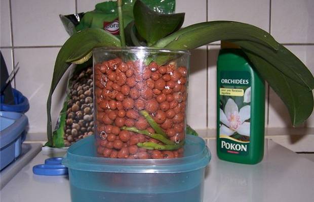 Состав грунта для орхидей - делаем своими руками в домашних условиях