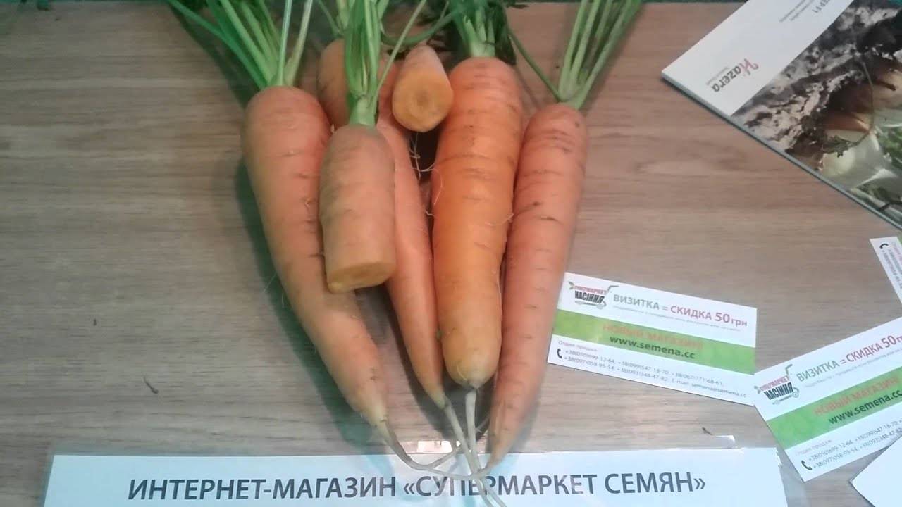 Купить Семена Моркови Лагуна