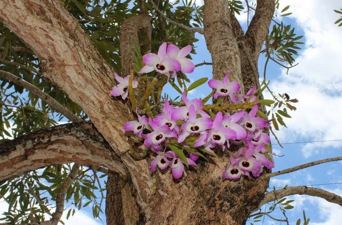 Грунты и добавки к ним для орхидей: нужен ли керамзит, активированный и древесный уголь, вермикулит, кремневит и торф, как их применять, отзывы от специалистов