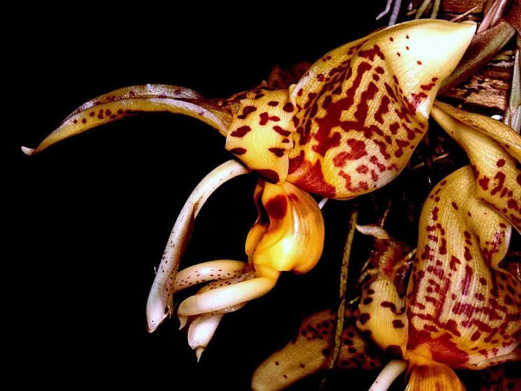 Большие орхидеи: 5 самых крупных и высоких сортов - описание и интересные факты
