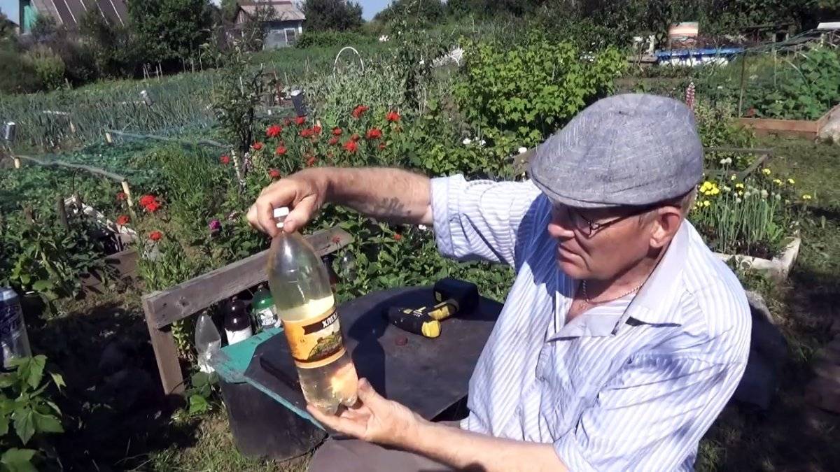 Как обрабатывать картофель дегтем от колорадского жука