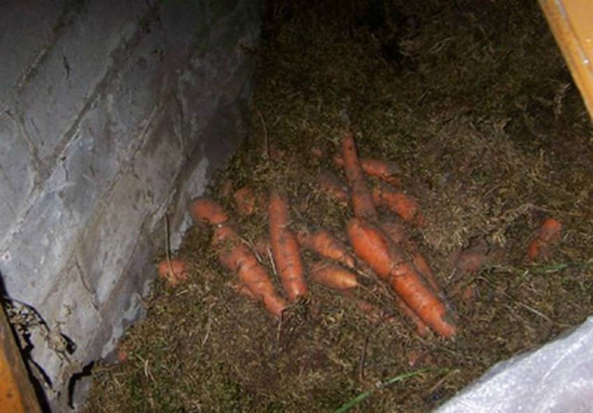 Как лучше хранить морковь. Хранение моркови. Хранение моркови в погребе. Морковь в погребе. Хранение моркови на зиму.