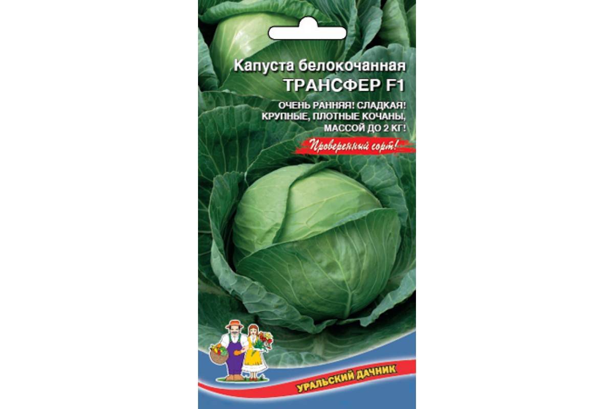 Капуста трансфер: описание сорта - про сорта