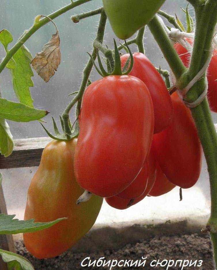 Томат андреевский сюрприз: характеристика и описание сорта, отзывы тех кто сажал помидоры, фото и видео урожайности