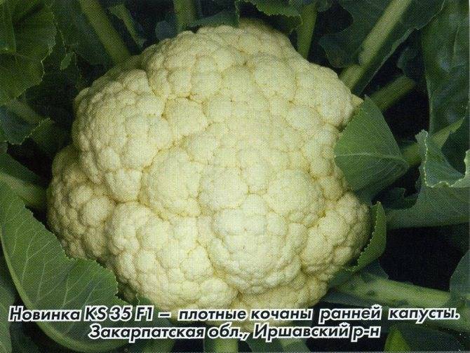 Популярные сорта и гибриды краснокочанной капусты