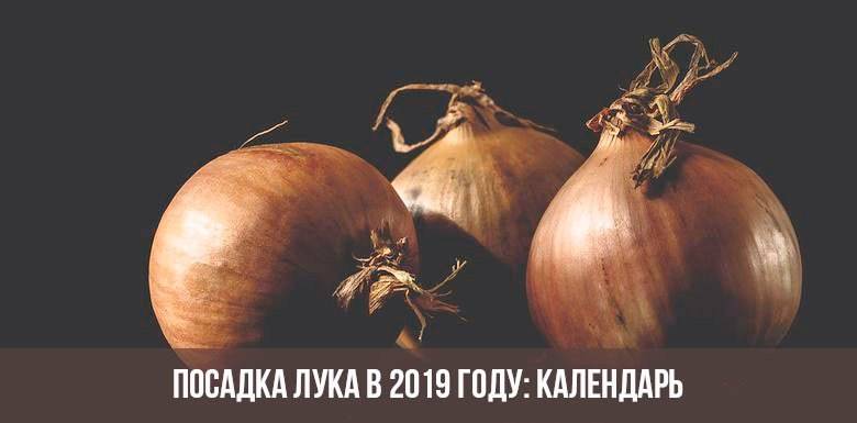 Посадка лука июль 2019, календарь посева и благоприятные дни