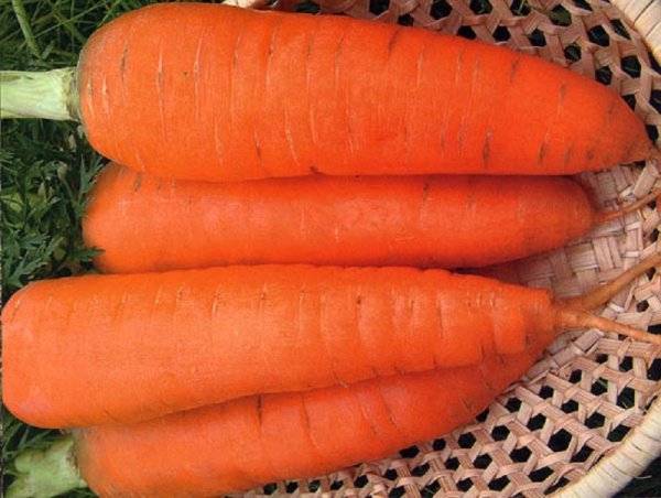 Сколько весит морковка. Семена морковь Шантанэ 2461 СЕДЕК. Морковь Шантанэ Сибирская. Морковь Курода Шантане 2г 1/100. Семена Гавриш морковь Шантенэ Королевская 1 г.