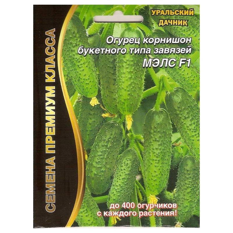 Об огурце мэлс: описание сорта, характеристики, технология выращивания
