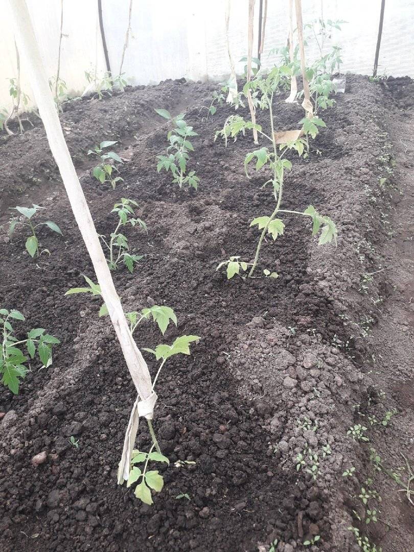 Когда высаживать помидоры в теплицу: как высадить и обрывать, собирать во время плодоношения, рассаду снимать