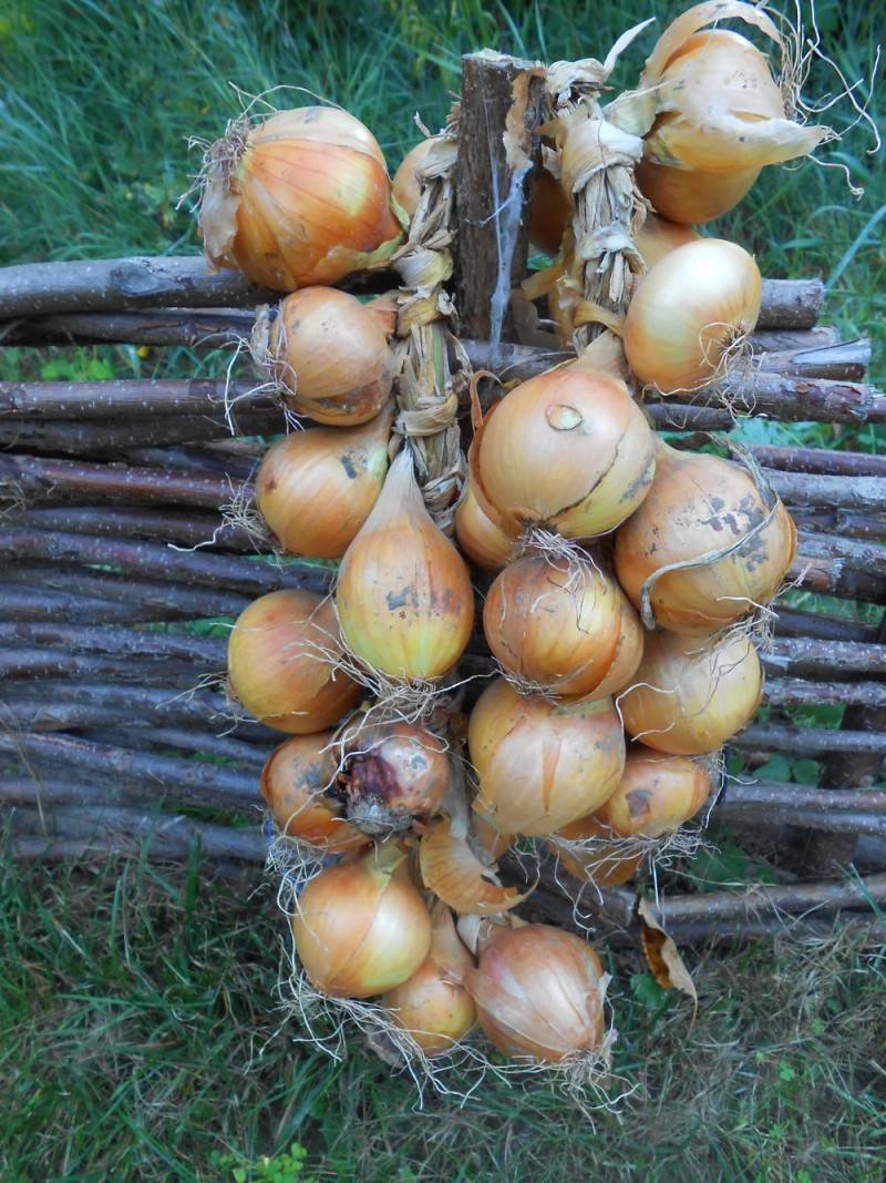Лук