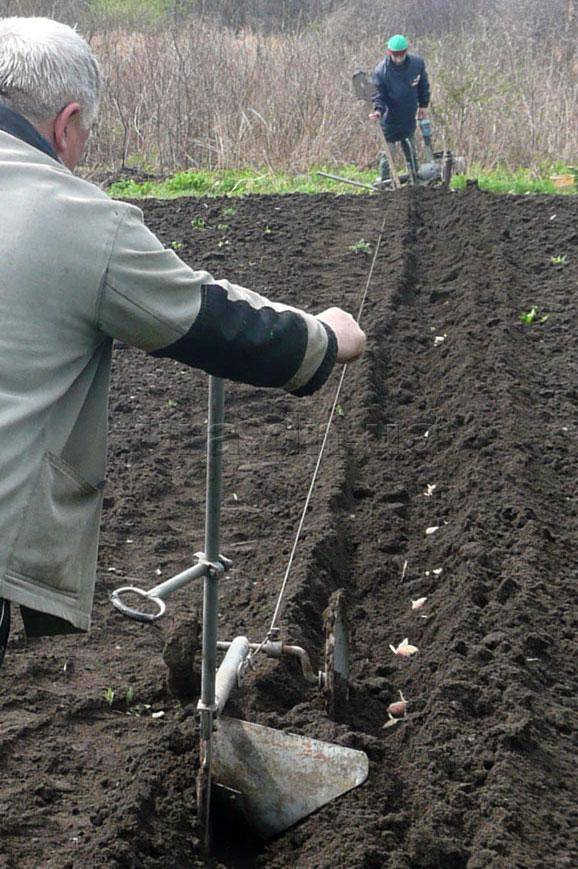 Описание посадки картофеля «под лопату»