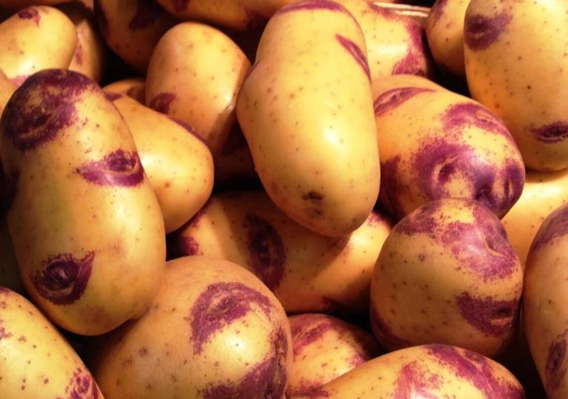 Сорт картофеля пикассо: особенности, посадка и уход