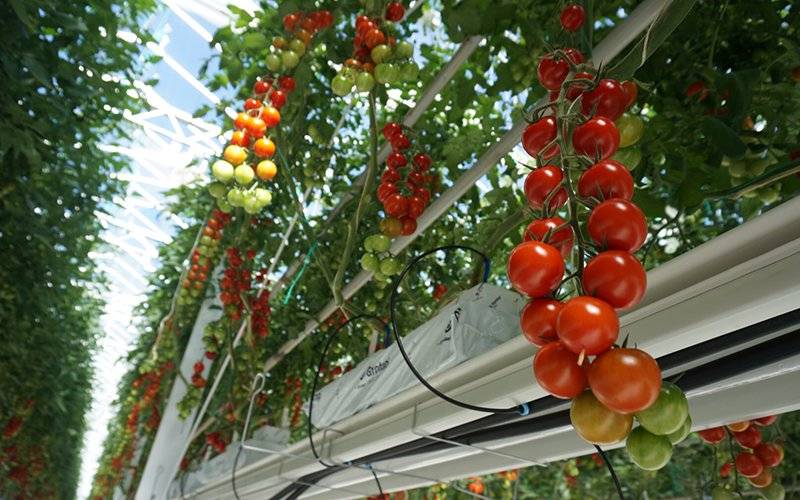 О гидропонике своими руками для огурцов и томатов: выращивание в домашних условиях