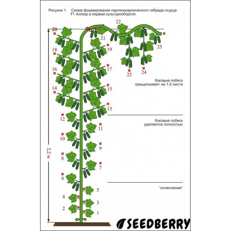 Схема формирования огурца в теплице