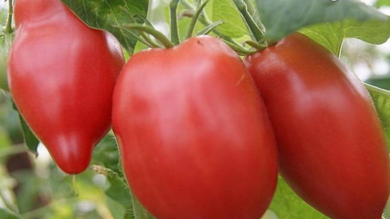 Описание и характеристика сорта томата капия розовая – дачные дела