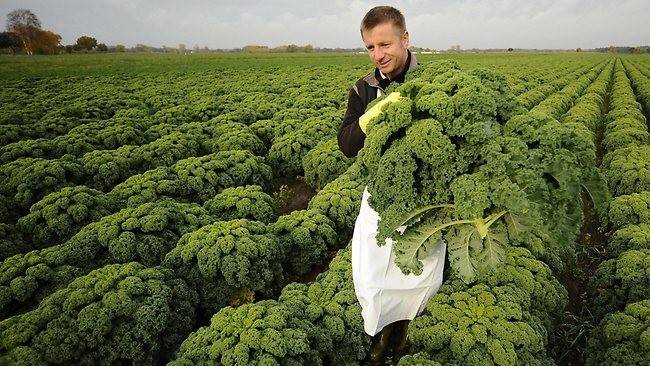 Капуста листовая кале: описание сортов и рекомендации по выращиванию