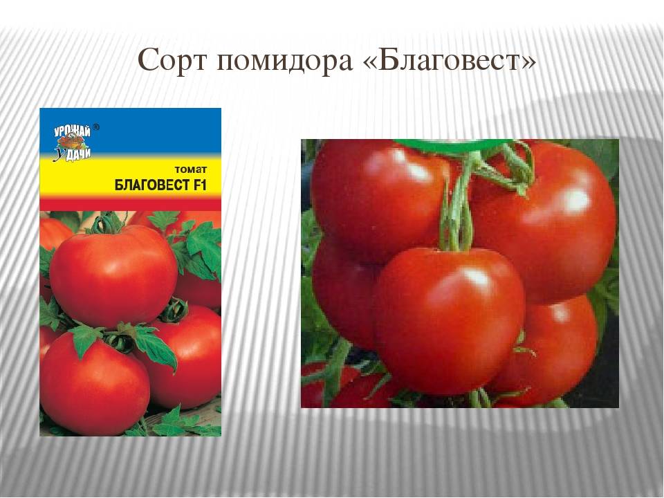 Томат благовест описание сорта фото отзывы. Томат Благовест f1. Сорт томатов Благовест. Реклама помидор. Благовест томат куст.