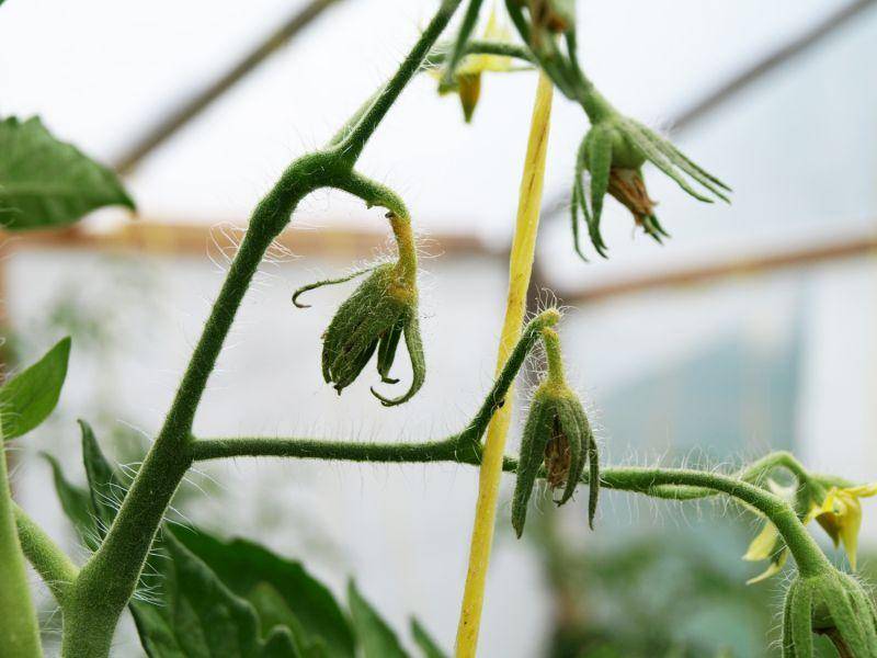 У помидор в теплице опадают цветы: почему томаты, отваливаются и опадают, осыпаются