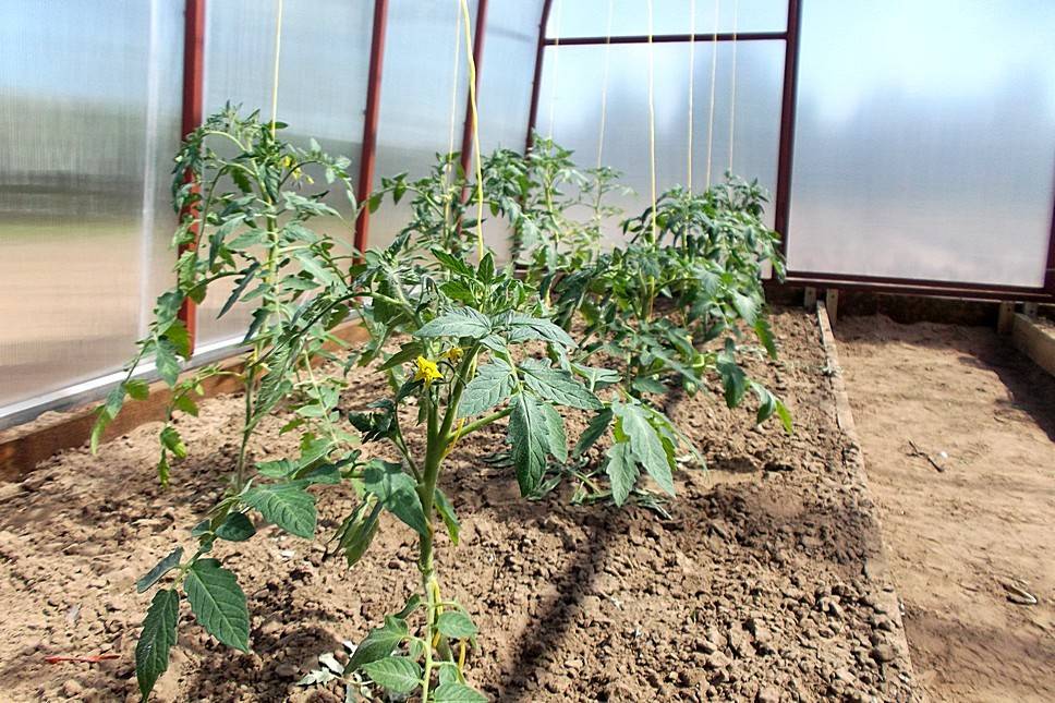 Почему не завязываются помидоры в теплице: что делать и почему нет завязи