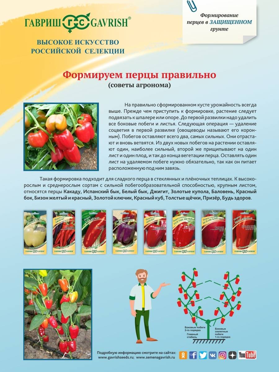 Формирование перца в теплице