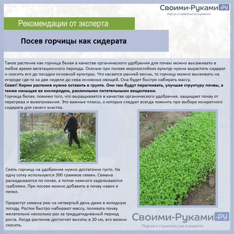Какие сидераты лучше сеять осенью под картофель? - журнал "совхозик"