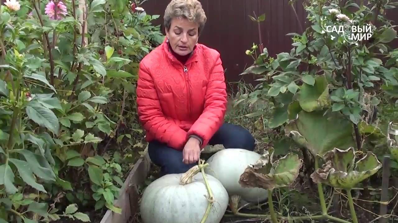 Выращивание тыквы в подмосковье в открытом грунте