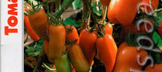 Чем вас приятно удивит необычный на вид томат «жигало»: отзывы, фото и описание агротехники
