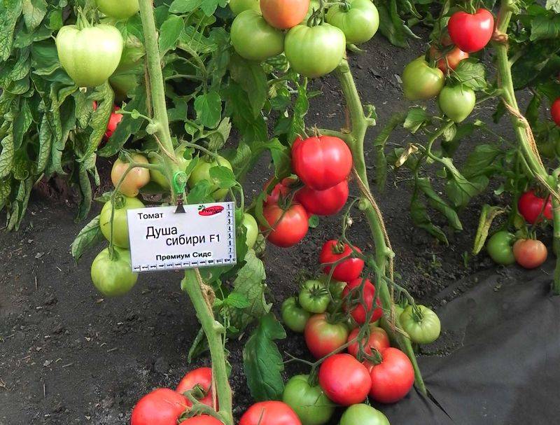 Томаты: лучшие сорта, отзывы на 2019 год. лучшие сорта помидоров на 2019 год, фото, отзывы, для теплиц, открытого грунта