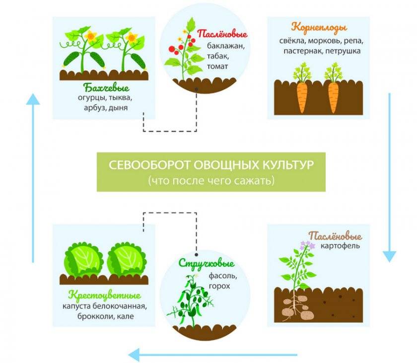 Посадка тыквы в открытый грунт обработка семян сроки и схема посадки выращивание и уход