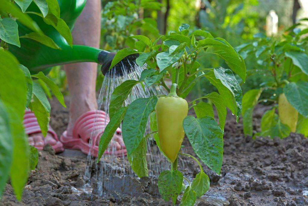 Выясняем чем подкормить рассаду перцев, а также когда и как часто это делать, какие удобрения использовать