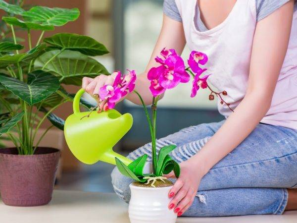 Чесночная вода для орхидей: примеры приготовления и полива