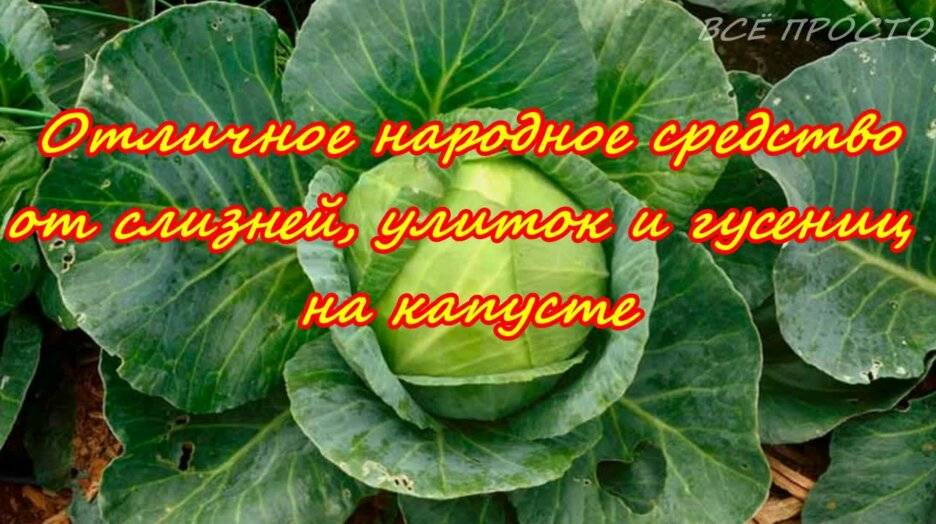 Народные рецепты от гусениц на капусте народными средствами