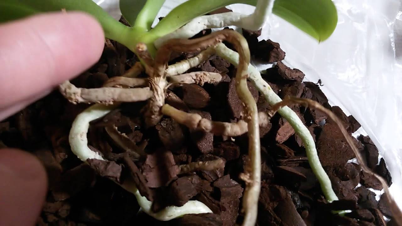 У орхидеи высохли воздушные корни что делать. как оживить засохшую орхидею?