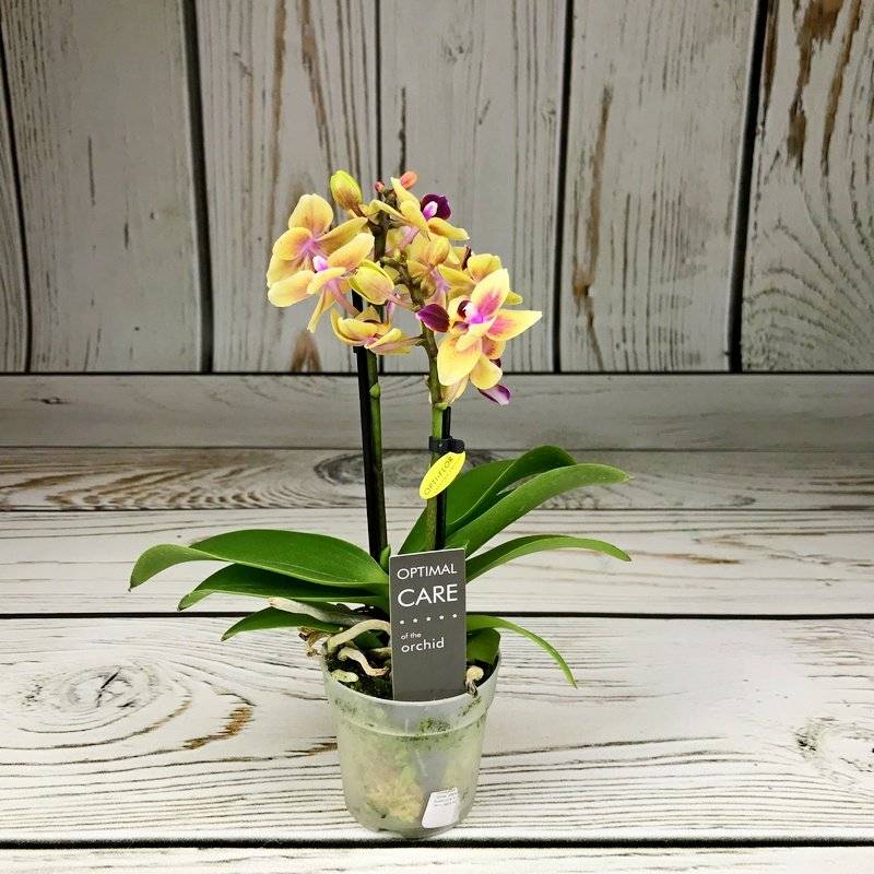 Зеленые орхидеи (16 фото): описание орхидей рода фаленопсис желто-зеленого и светло-зеленого цвета, правила ухода