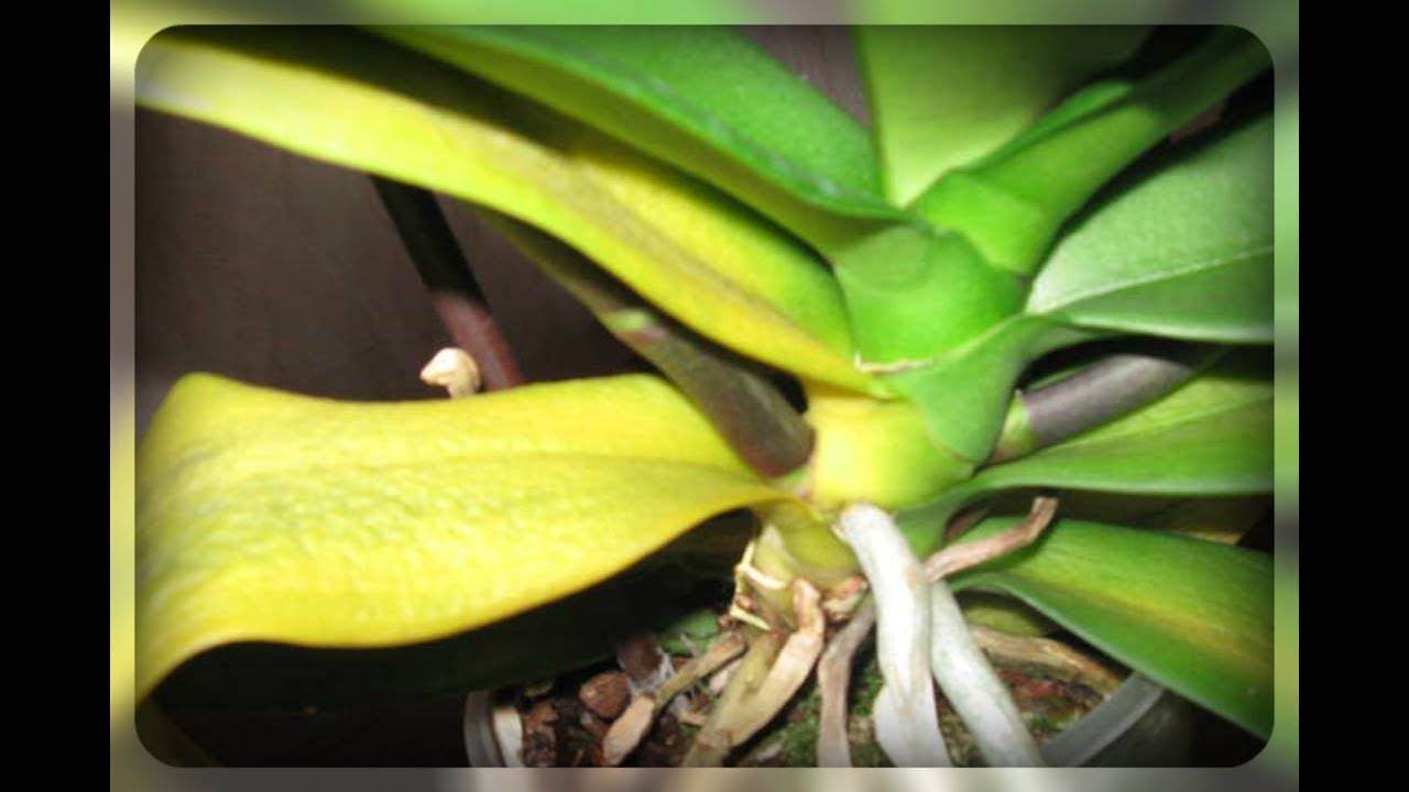 Почему у орхидеи желтеют листья? что делать, как спасти растение