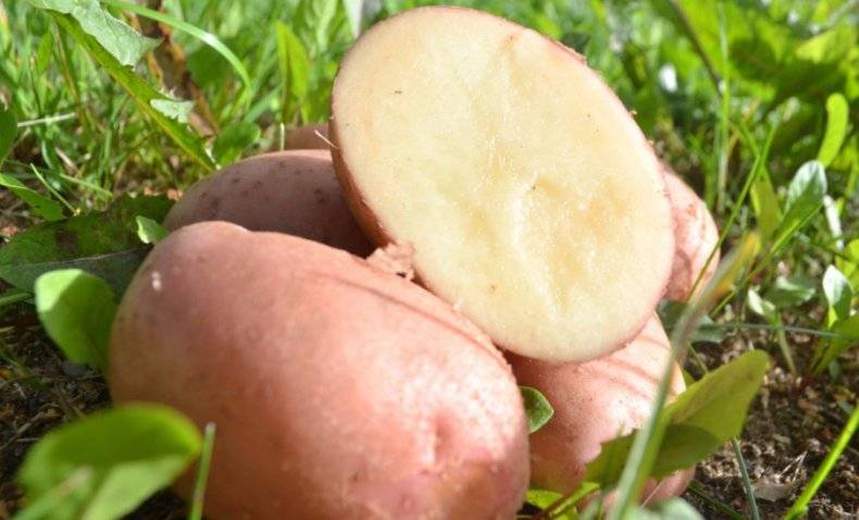Хорошие сорта картофеля для черноземья - дачник