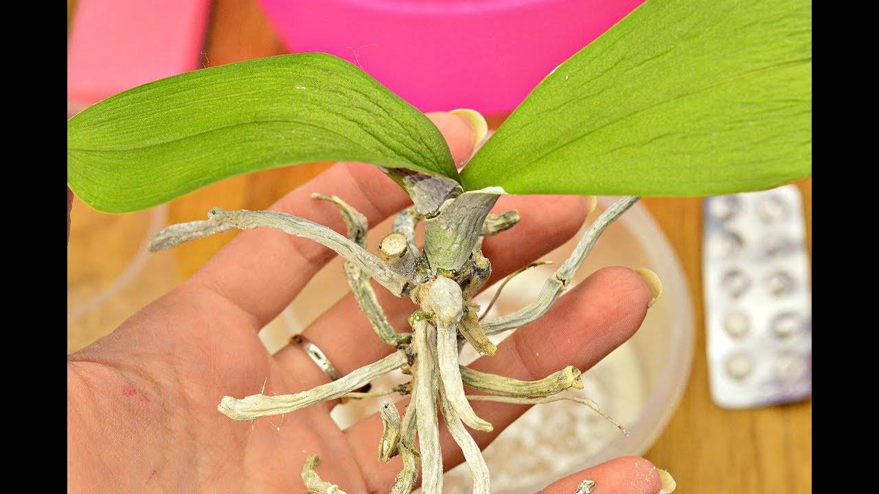 Удобрение янтарная кислота для орхидеи фаленопсис