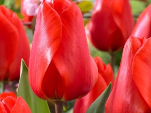 Тюльпан лалибела: посадка и уход за ярким цветком
