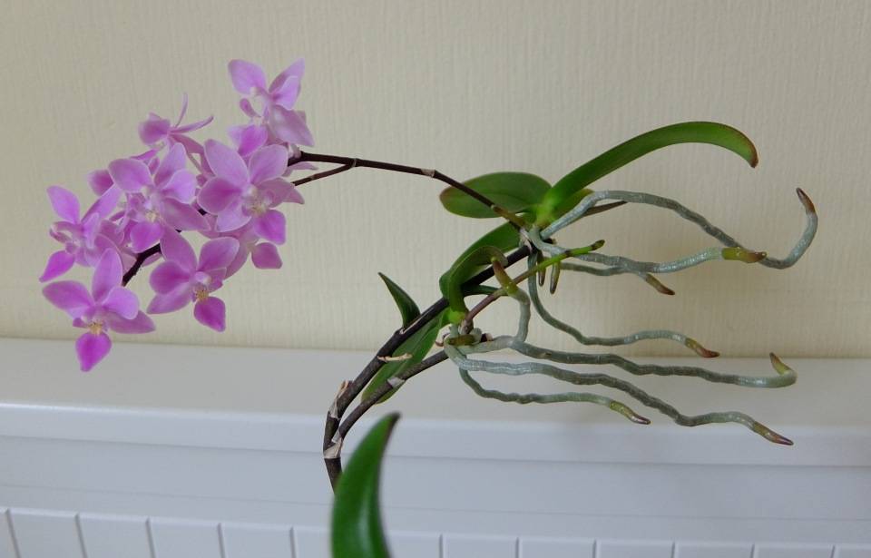 Фаленопсис микс: уход в домашних условиях после магазина, описание и фото орхидеи, кто придумал такое название и что это означает, как размножить и защитить цветок? русский фермер