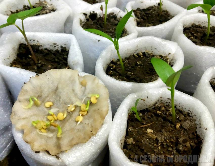 Выращивание рассады перца - в домашних условиях, посадка и уход, пошаговая инструкция для начинающих