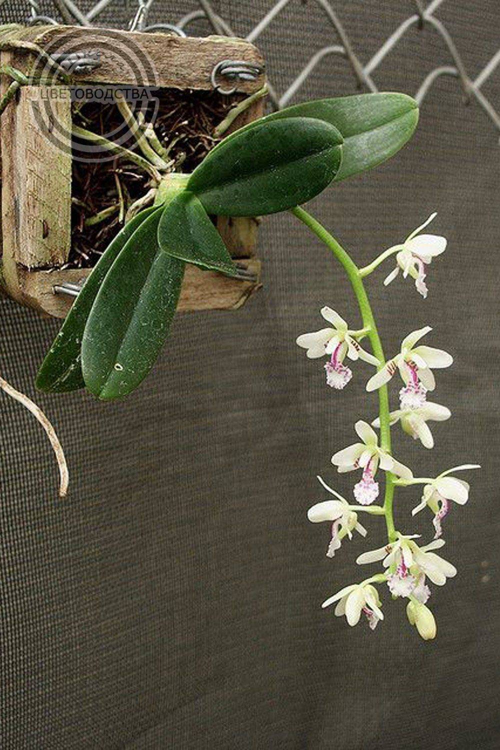 Седирея Японика Орхидея