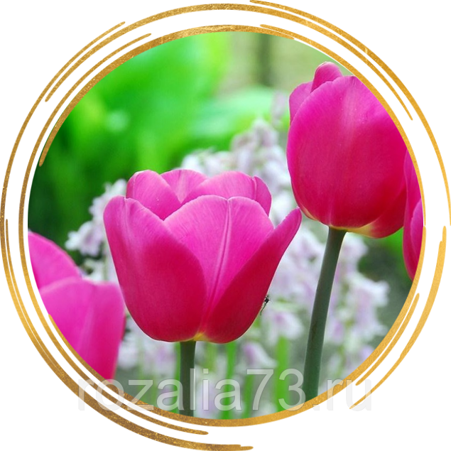 Тюльпан барселона: описание и выращивание сорта
