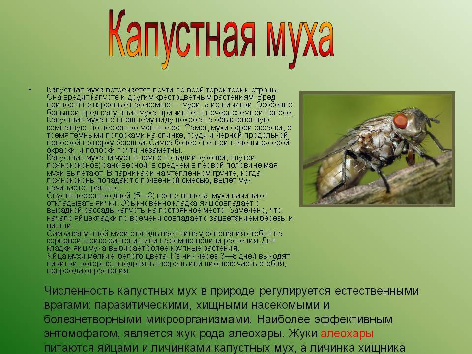 Вредители капусты и средства борьбы. чем обработать? химические и биопрепараты. народные средства — ботаничка.ru