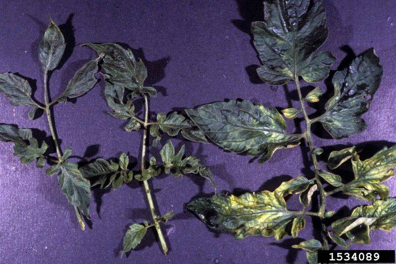 Вирус мозаики: описание видов заболевания на разных растениях, способы борьбы и профилактики
