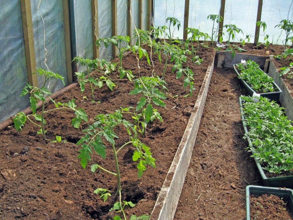 Выращивание томатов в теплице из поликарбоната – от посадки до урожая, как за ними ухаживать, видео
